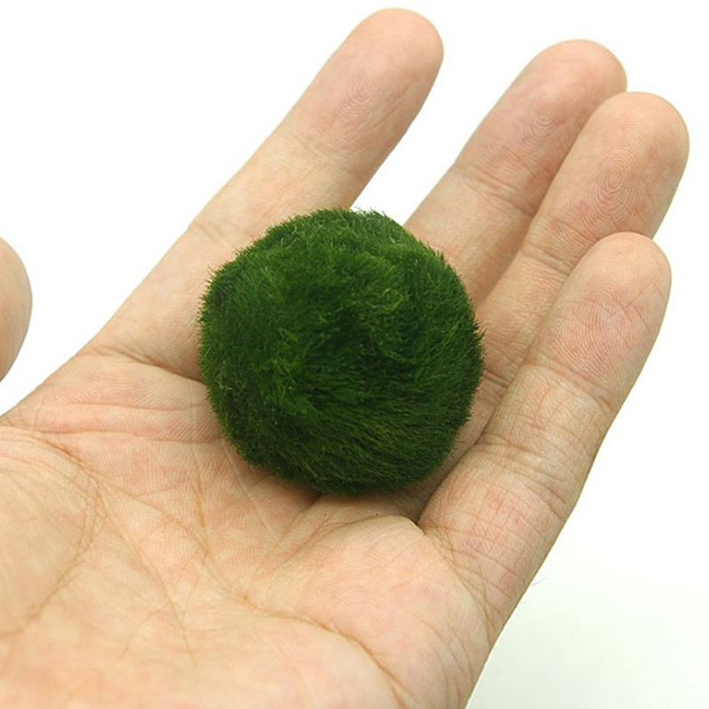 Aquarium Plant Echinodorus - Bolas de Musgo Marimo Vivas de