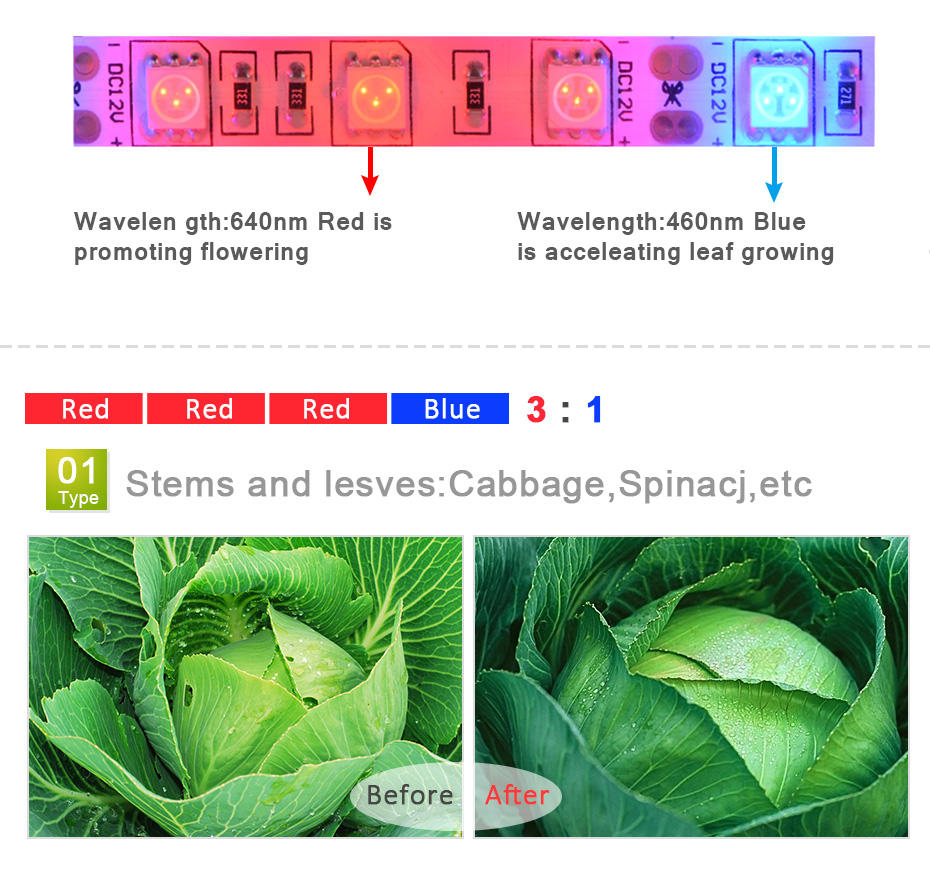 Luz LED de Cultivo de 1M 2M 3M - Aquarium Plant Echinodorus reseña y precio