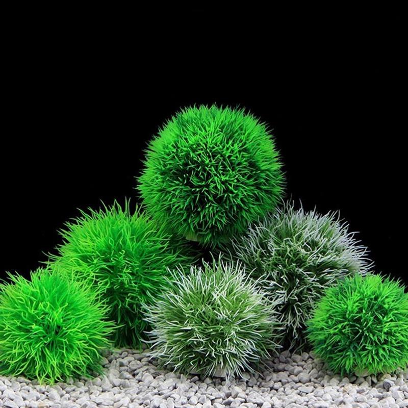 Marimo bolas de musgo para acu - Aquarium Plant Echinodorus reseña y precio