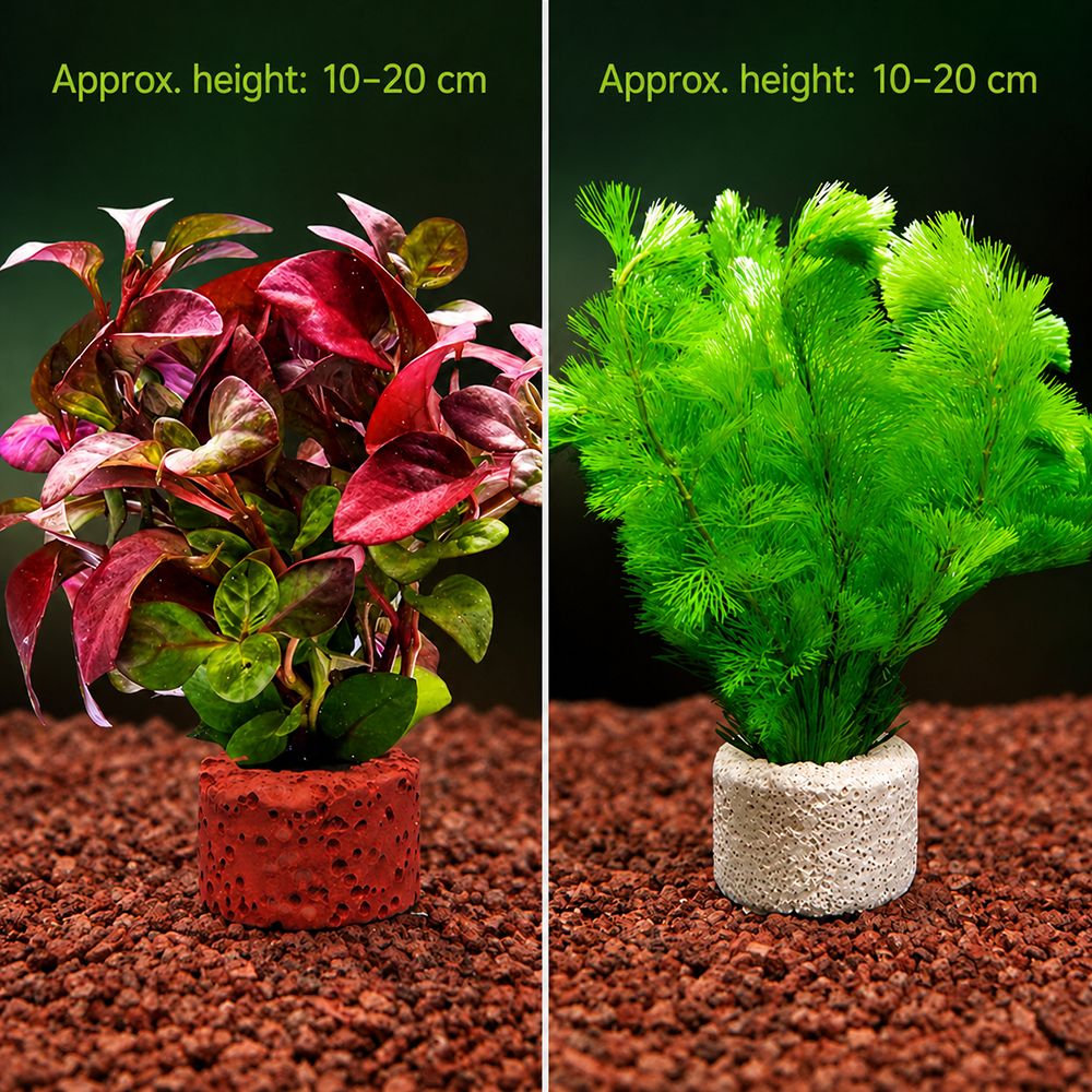 10 Anillos Ponderados para Fij - Planted Aquarium Pictures reseña y precio