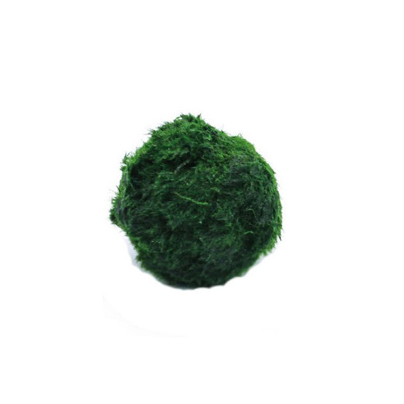 Bolas de Musgo Marimo Vivas de - Aquarium Plant Echinodorus reseña y precio