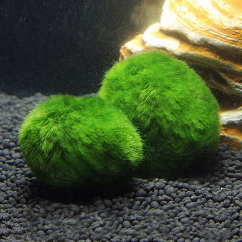 Bolas de Musgo Marimo Vivas de - Aquarium Plant Echinodorus reseña y precio