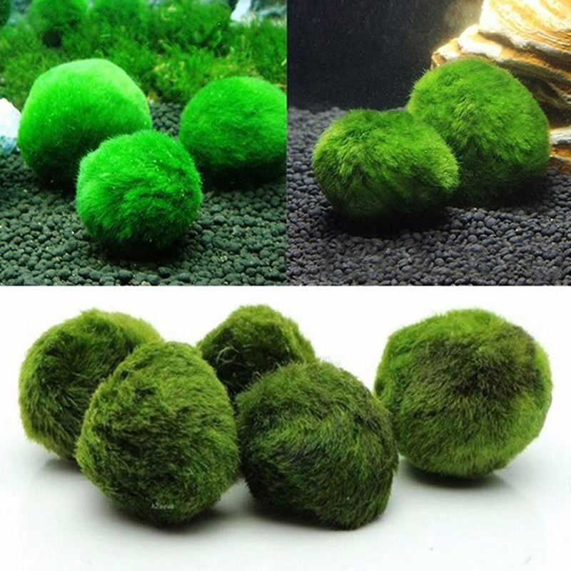 Bolas de musgo Marimo, planta  - Aquarium Plant Echinodorus reseña y precio